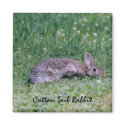 Cotton Tail Rabbit magnet