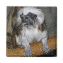 COTTON-TOP TAMARIN, magnet