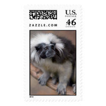 Cotton-Top Tamarin postage