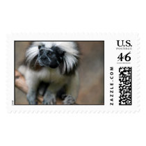 Cotton-Top Tamarin postage