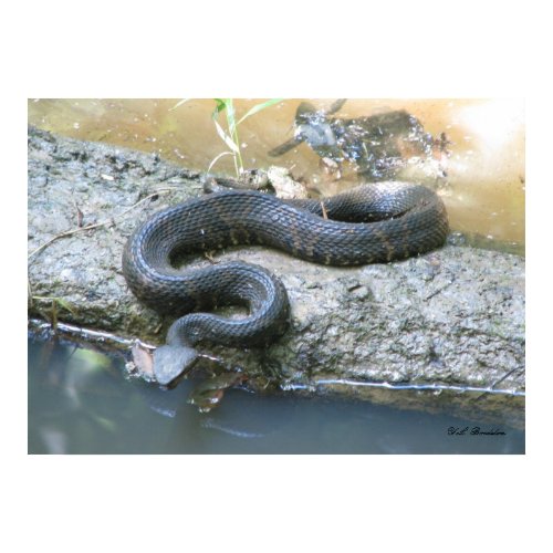 Cottonmouth in Creek print