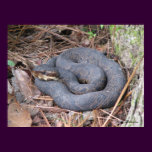 Cottonmouth Moccasin Poster posters