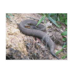 Cottonmouth Snake Basking postcard