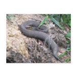Cottonmouth Snake Basking Postcards