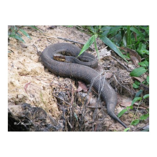 Cottonmouth Snake Basking print
