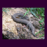 Cottonmouth Snake Basking posters