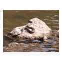 Cottonmouth Sunning posters by SafireLady Cottonmouth Sunning posters