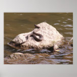 Cottonmouth Sunning posters