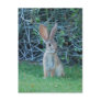 Cottontail Bunny Postcard