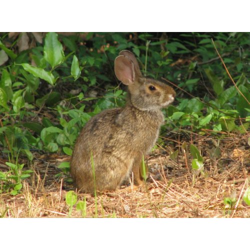 Cottontail Freeze Poster print