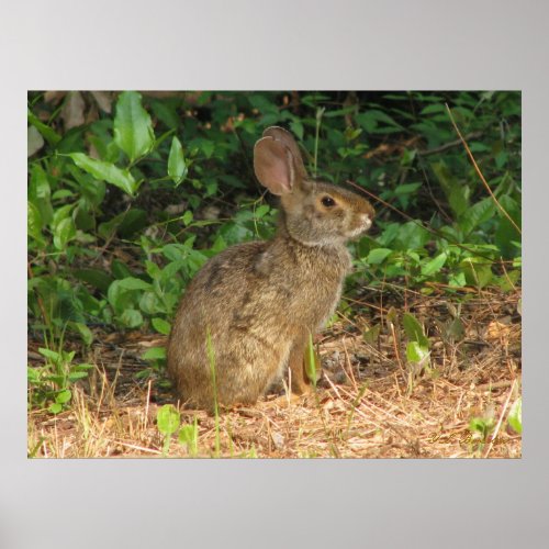 cottontail rabbit facts. Rabbits Gifts: Cottontail