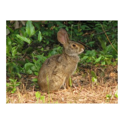 Cottontail Freeze Poster by naturegirl7