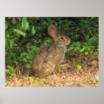 Cottontail Freeze Poster posters