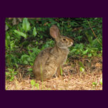 Cottontail Freeze Poster posters