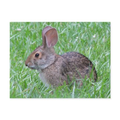 Cottontail in Grass Postcard by naturegirl7