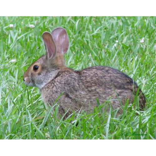Cottontail in Grass Poster print