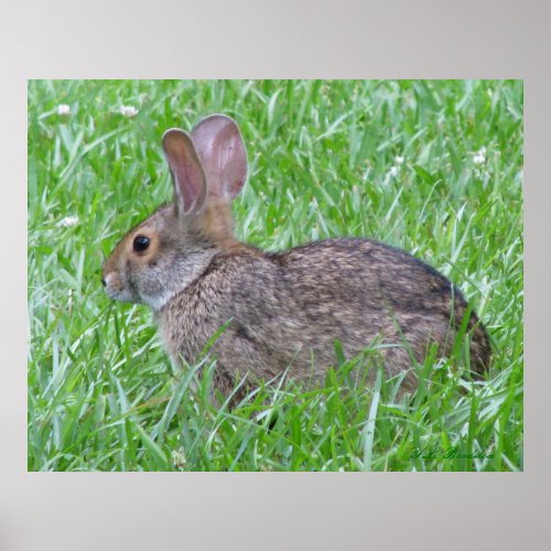 Cottontail in Grass Poster print