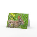 Cottontail Rabbit Notecard by Classic_Cat Cottontail Rabbit Notecard