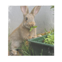 Cottontail Rabbit Notepad