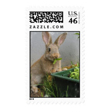 Cottontail Rabbit Postage Stamp