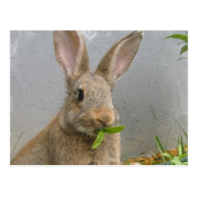 Cottontail Rabbit Postcard