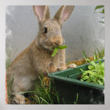Cottontail Rabbit Poster