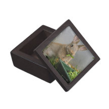Cottontail Rabbit Premium Gift Box
