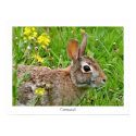 Cottontail Rabbit Print by Classic_Cat Cottontail Rabbit Print