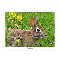 Cottontail Rabbit Print