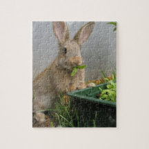 Cottontail Rabbit Puzzle