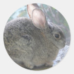 cottontail rabbit sticker