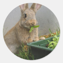 Cottontail Rabbit Stickers