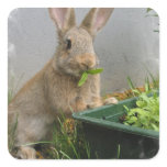 Cottontail Rabbit Stickers stickers