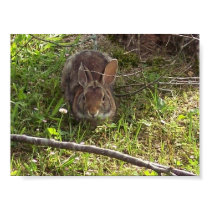 Cottontail Rabbit Tail posters by OurSouthernCharm Cottontail Rabbit Tail posters