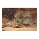 Cottonwood and rock; Horseshoe Canyon posters