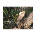 Cottonwood sprig on stump post cards