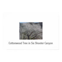 Cottonwood Tree in Six Shooter Canyon posters