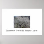 Cottonwood Tree in Six Shooter Canyon posters