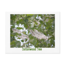 Cottonwood Tree Postcards