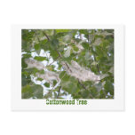 Cottonwood Tree Postcards