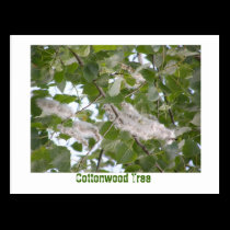 Cottonwood Tree postcards