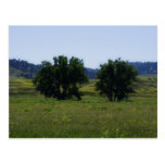 Cottonwood Trees Postcards