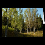 Cottonwoods Along Moose Ponds Trail Card