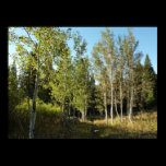 Cottonwoods Along Moose Ponds Trail Poster Print
