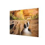 Cottonwoods in Autumn, Coyote Gulch, Glen canvas prints