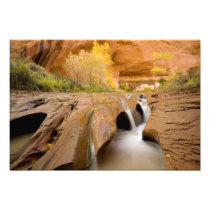 Cottonwoods in Autumn, Coyote Gulch, Glen