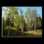 Cottonwoods on Moose Ponds Trail Postcard