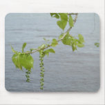 Cottonwoods on the Mississippi mousepads