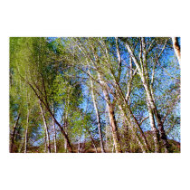 cottonwoods posters by dma847 cottonwoods posters