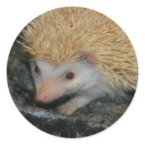 Cotty Cutie sticker